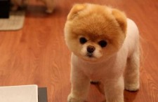 娱乐吃瓜酱精神抚慰犬,陪你度过欢乐时光