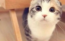 吃瓜娱乐君折耳猫,吃瓜娱乐君带你揭秘网红宠物的魅力与争议